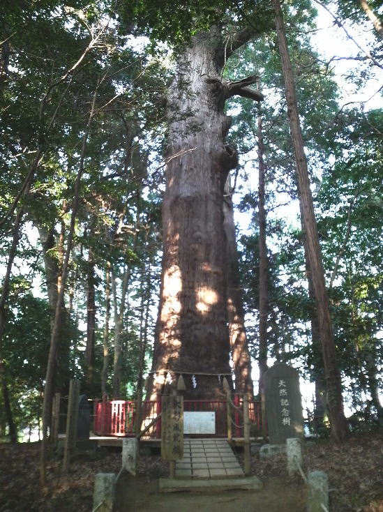 麻賀多神社の大杉